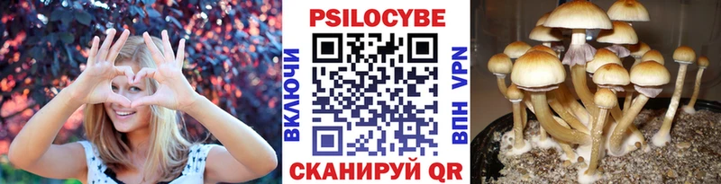 купить наркотик  Хотьково  Псилоцибиновые грибы Psilocybe 